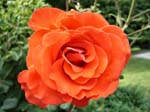 rose01