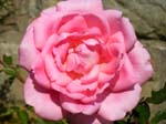 rose17